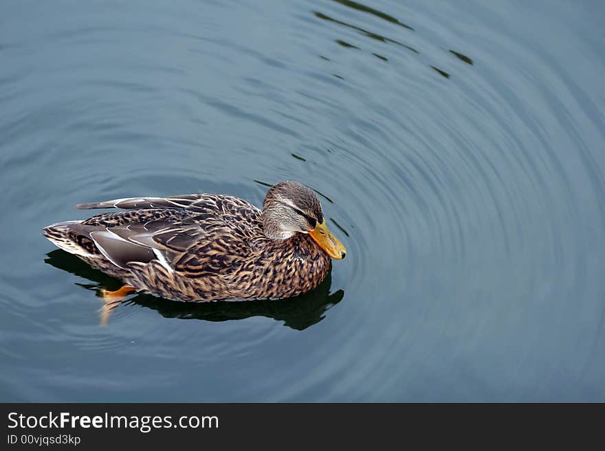 Female Mallard