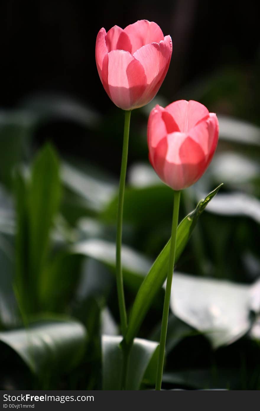 Pink tulips blooming early in spring