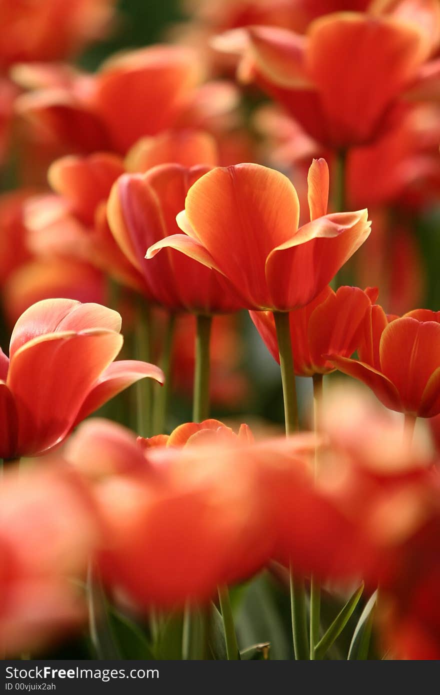 Orange tulips blooming early in spring