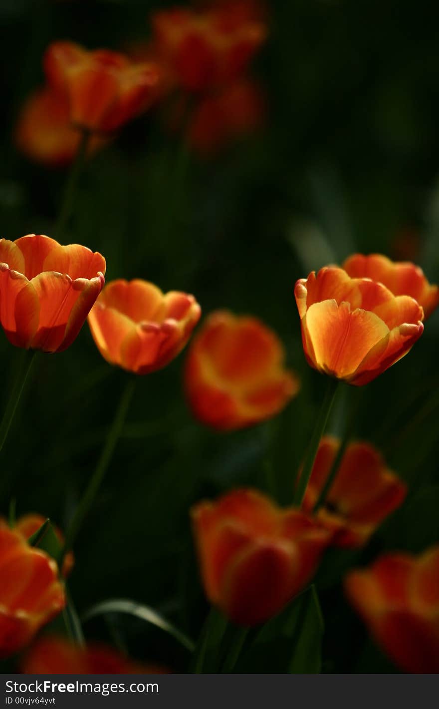 Orange tulips blooming early in spring