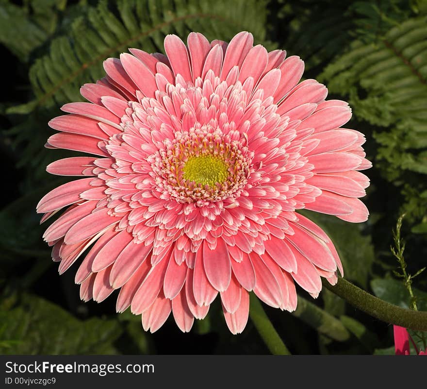 Beautiful  pink flower on the flowerbed. Beautiful  pink flower on the flowerbed.