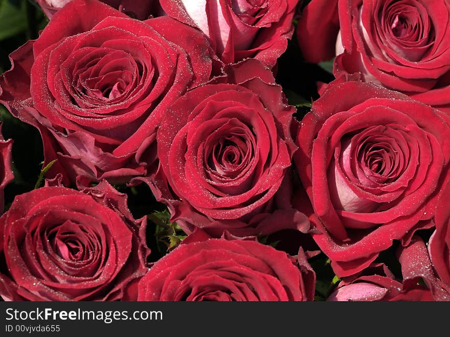 Exciting bright red roses. Bouquet of roses