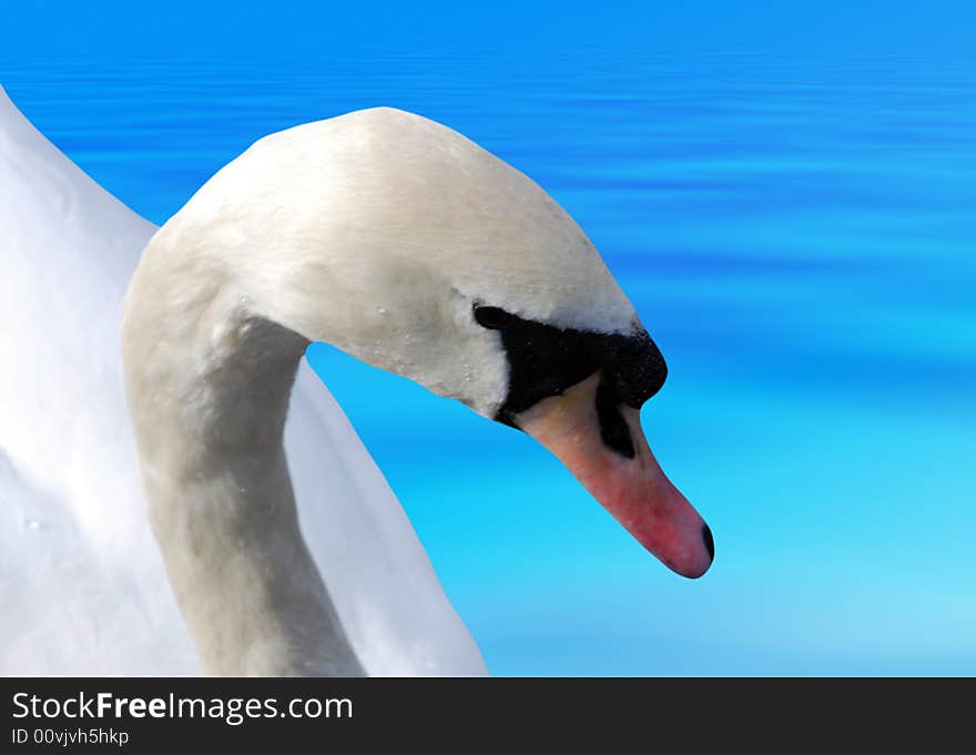 Swan On Blue Water