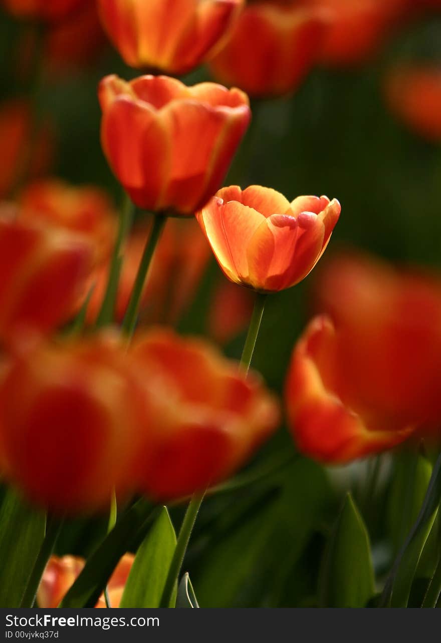 Orange tulips blooming early in spring