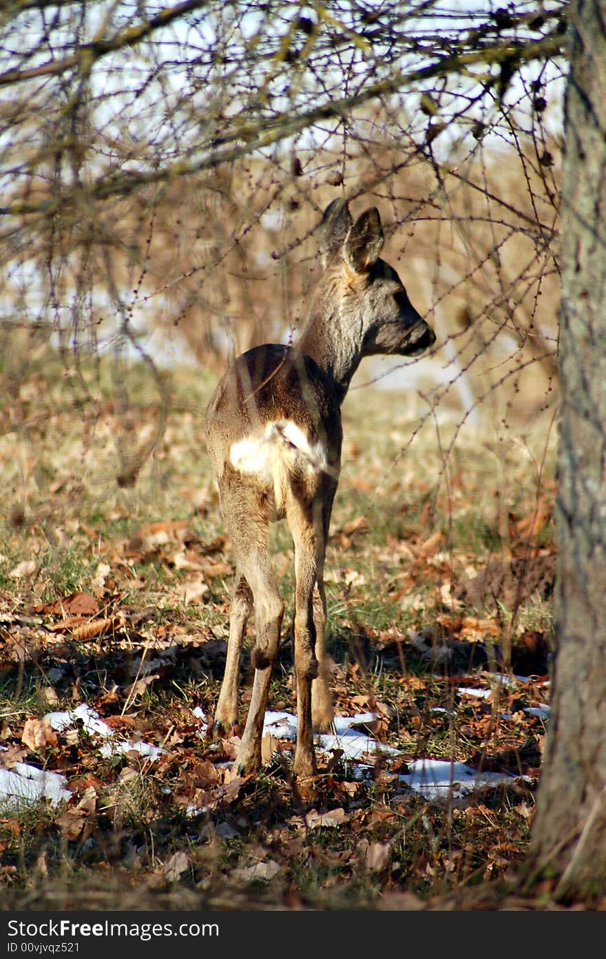 Doe in spring under the larch and chestnut looking for new grass