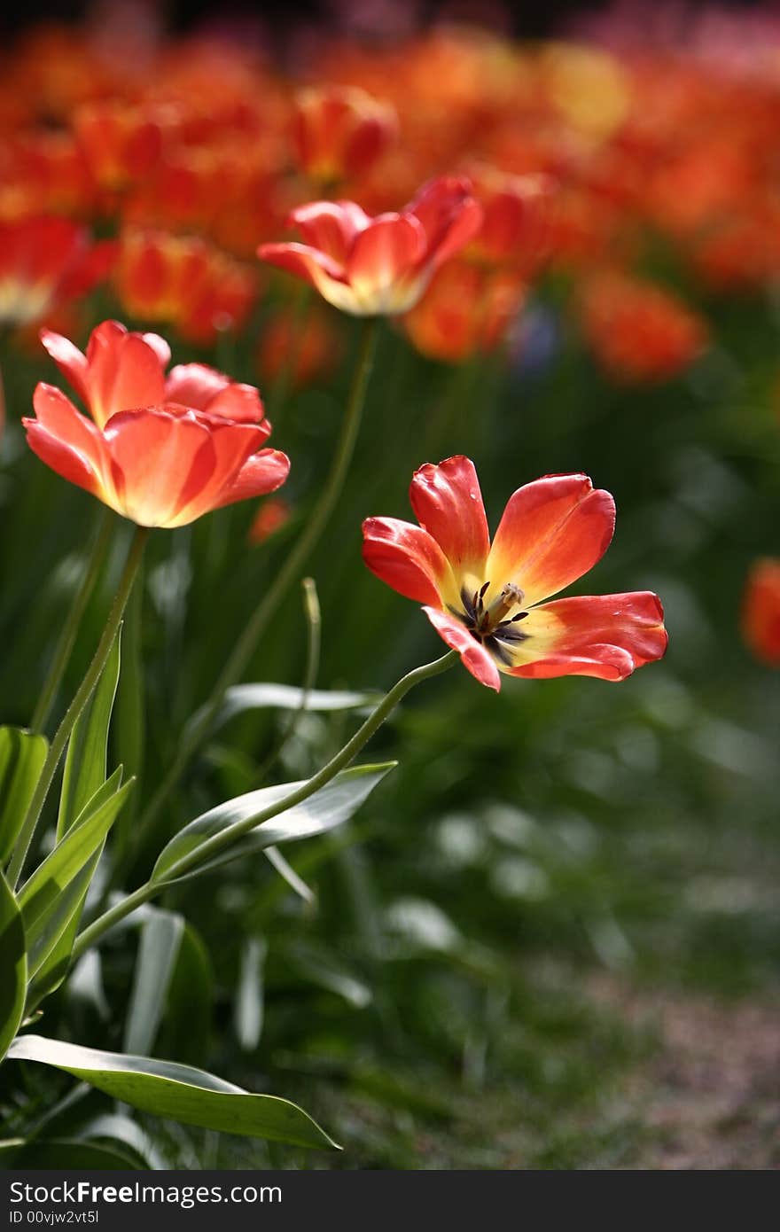 Orange Tulips