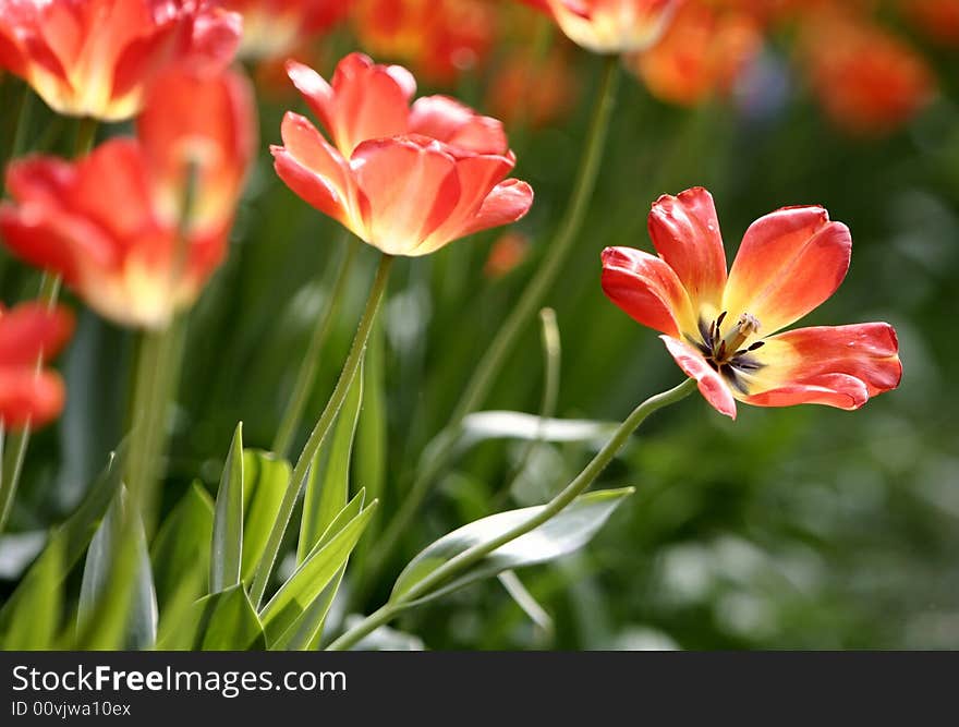 Orange tulips blooming early in spring