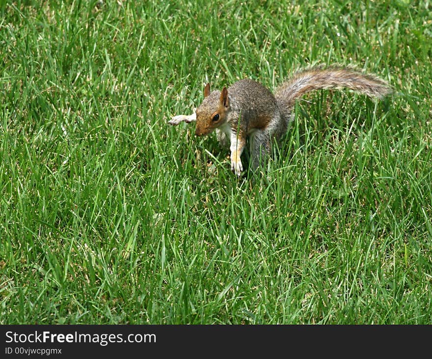 Funny little gray squirrel patting down the grass where he just buried a small pear. Funny little gray squirrel patting down the grass where he just buried a small pear.