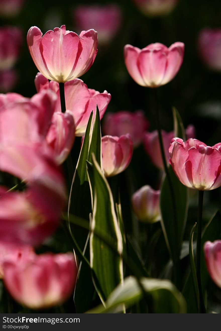 Pink tulips blooming early in spring