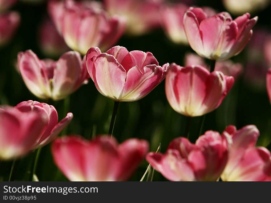 Pink tulips blooming early in spring