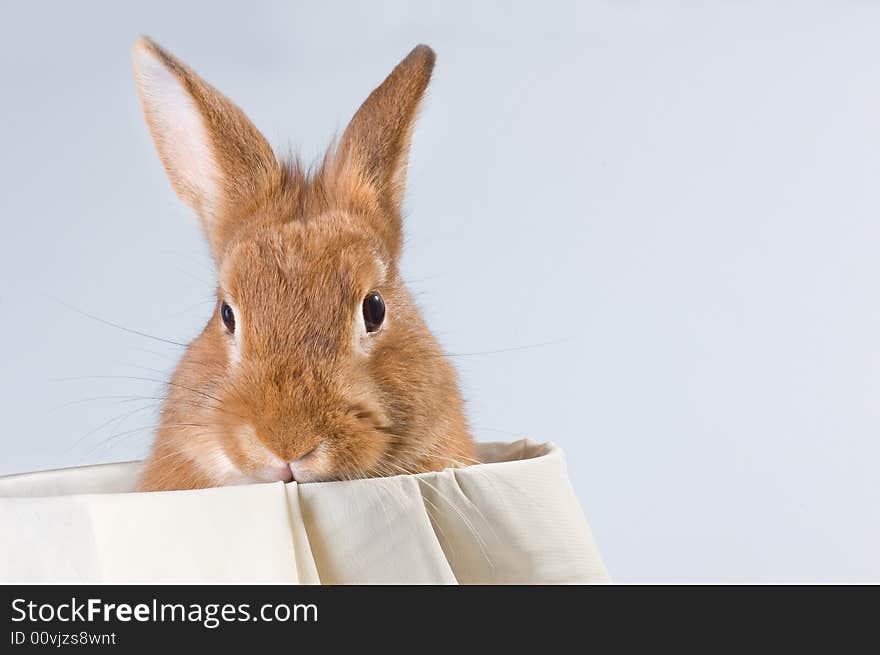 Brown rabbit  in the bucket. Brown rabbit  in the bucket