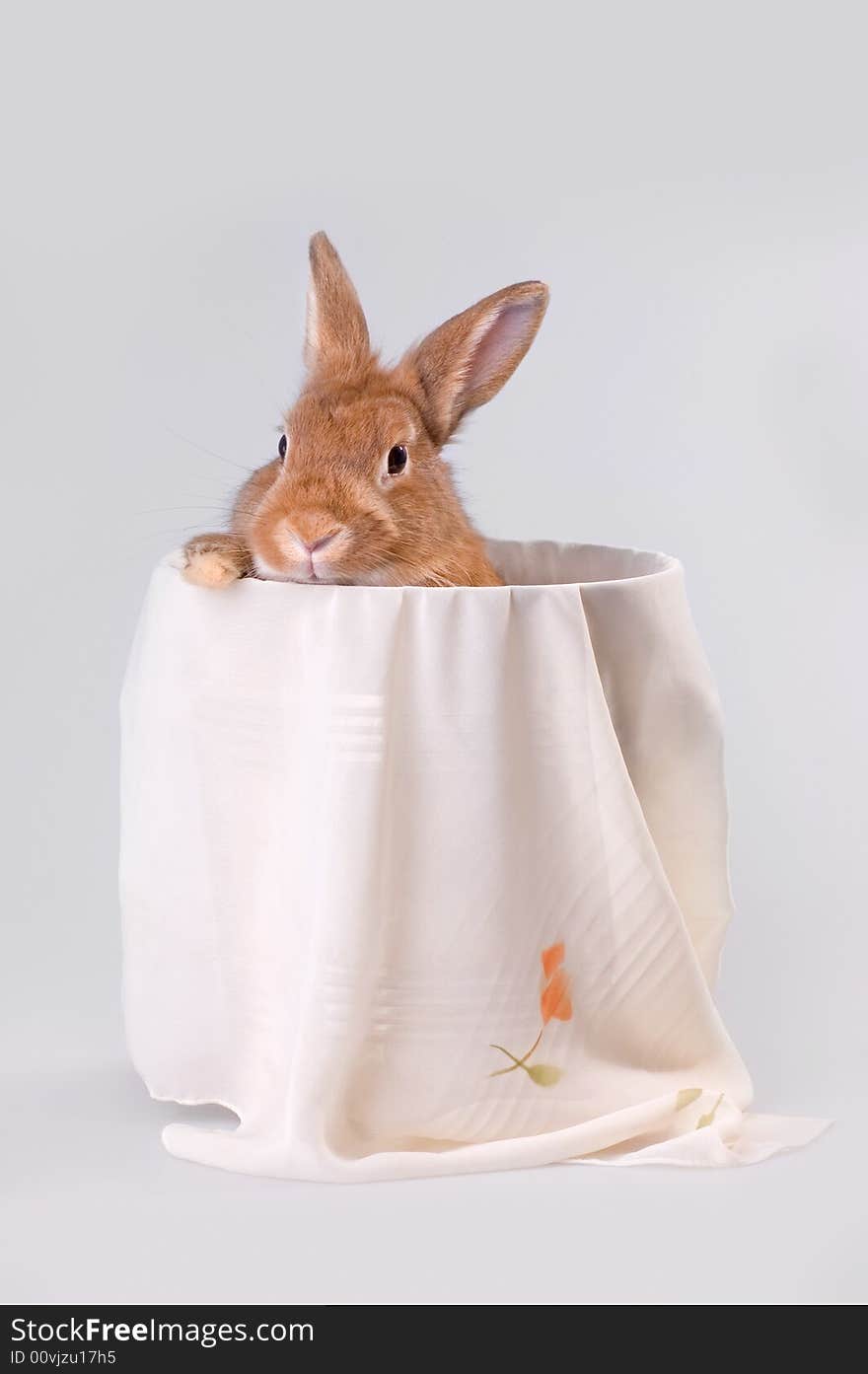 Brown rabbit in the bucket. Brown rabbit in the bucket