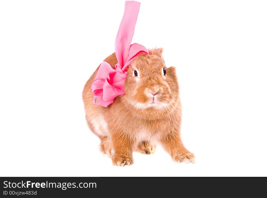 Brown rabbit on the white table with bowknot. Brown rabbit on the white table with bowknot