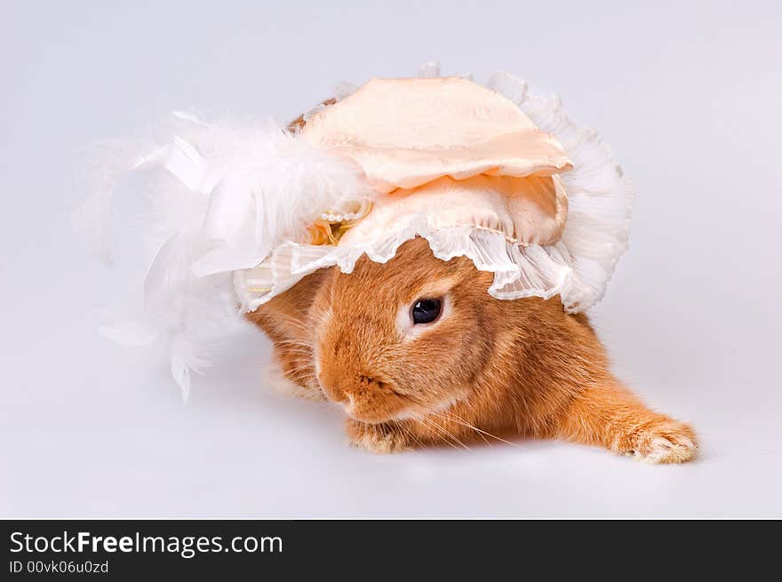 Brown rabbit on the white table with hat. Brown rabbit on the white table with hat