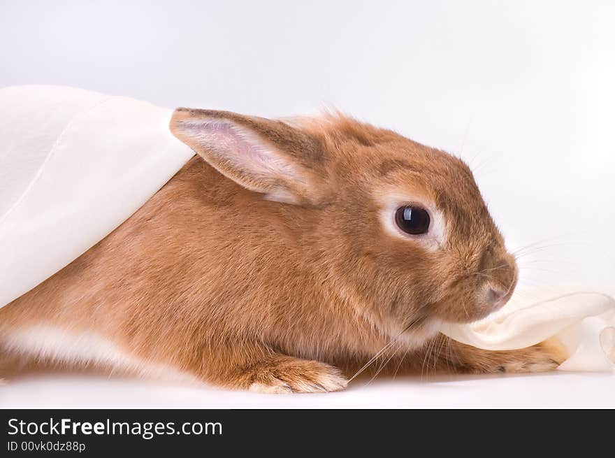 Brown rabbit with  white material. Brown rabbit with  white material