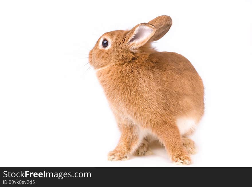 Brown rabbit on the white table