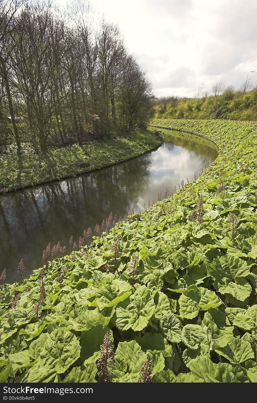 Green field of arctium at the edge of a Dutch canal in a park