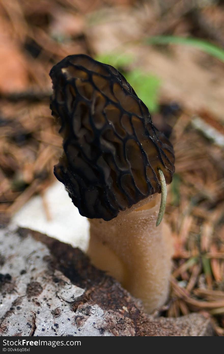 Mushroom in a forest in automn