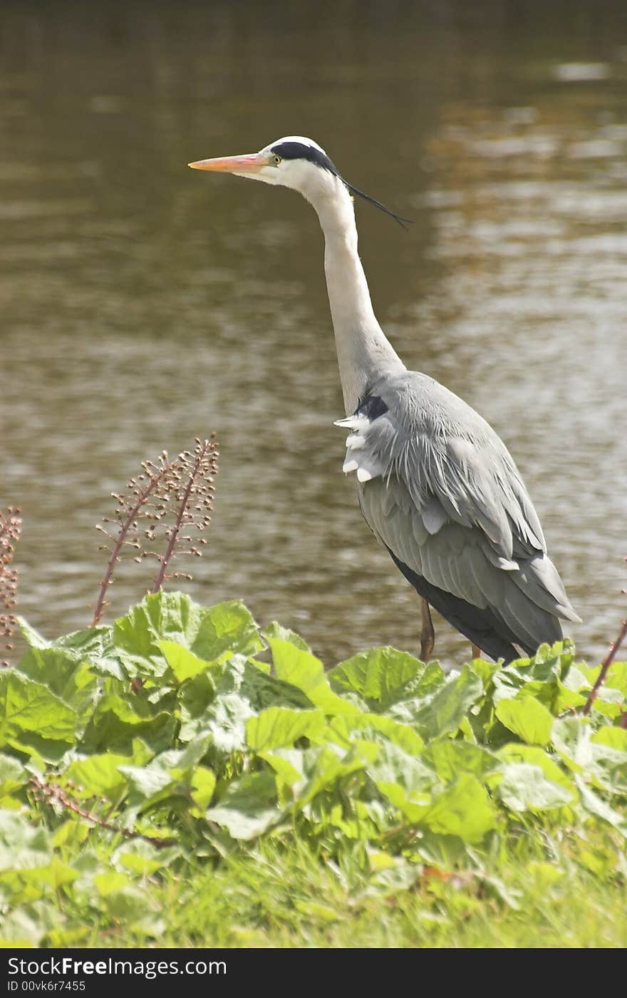 Grey Heron