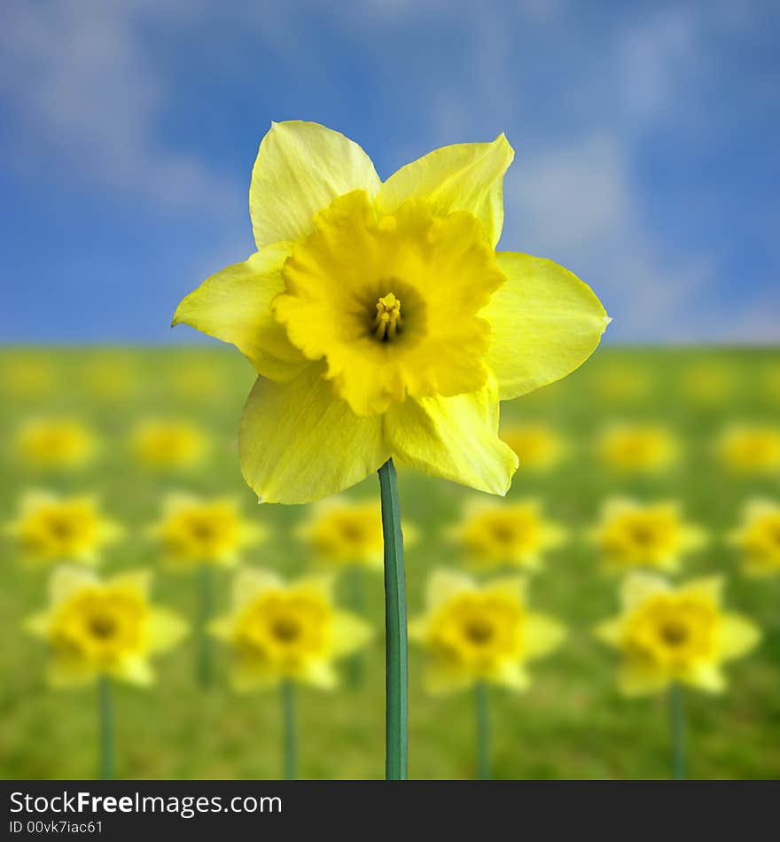 Yellow jonquil on background full of flowers