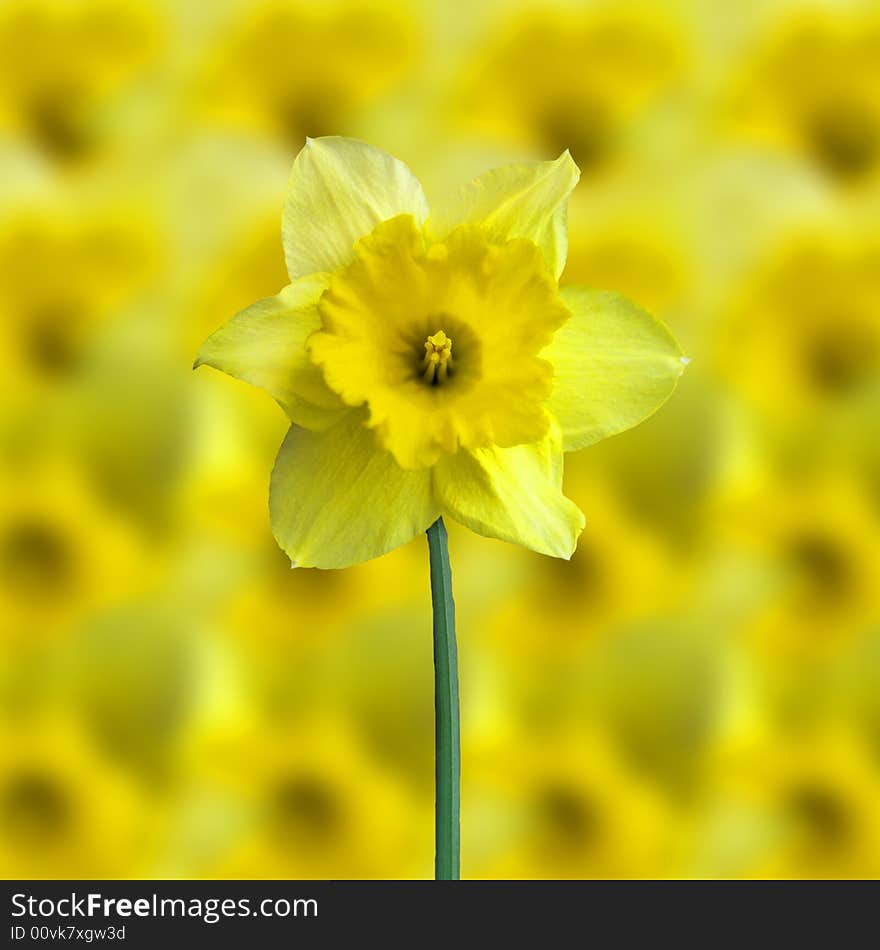 Yellow jonquil to the yellow bacground