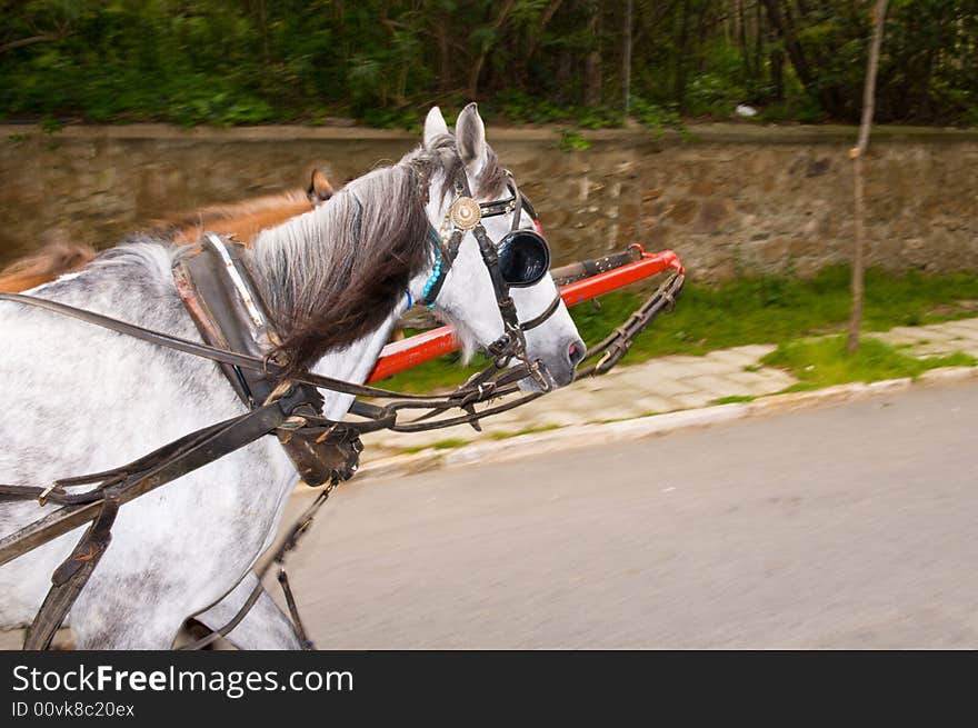 The horse-drawn carriages at Princess islands