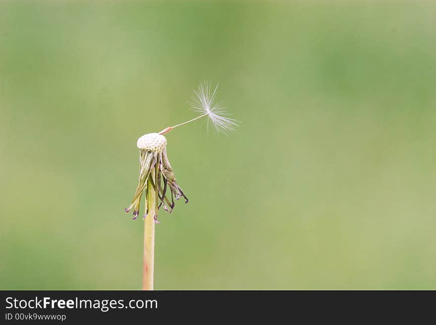 Almost flown dandelion