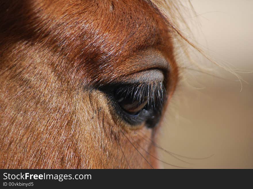 Beautiful eye and eyelash horses and clever view