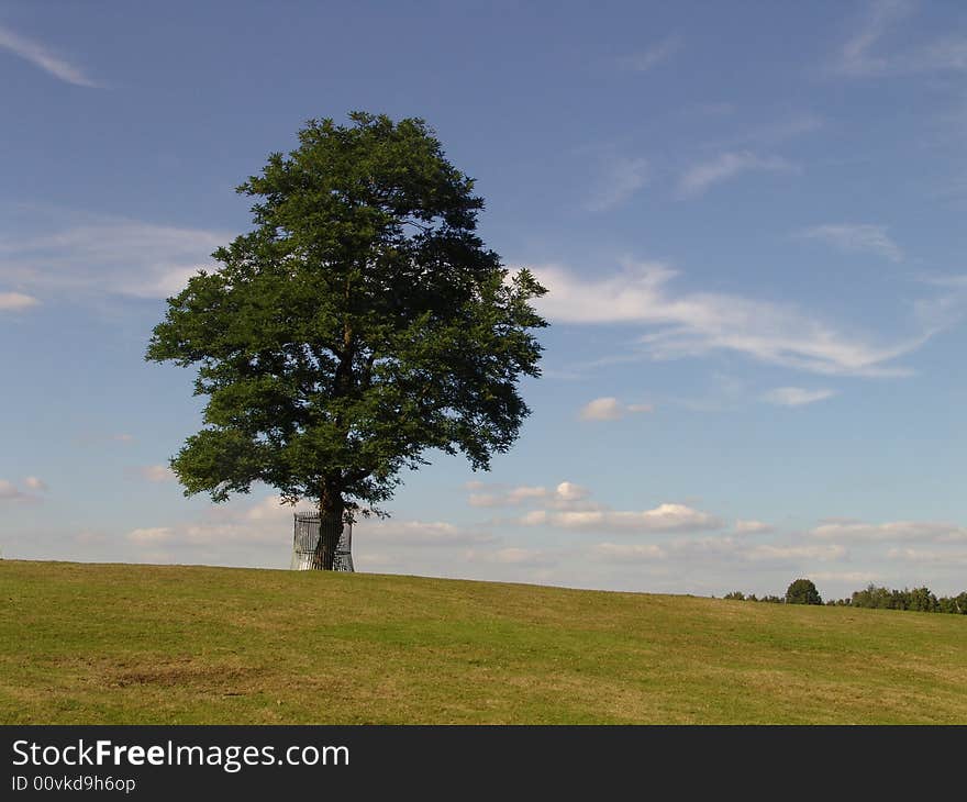 Lonely tree