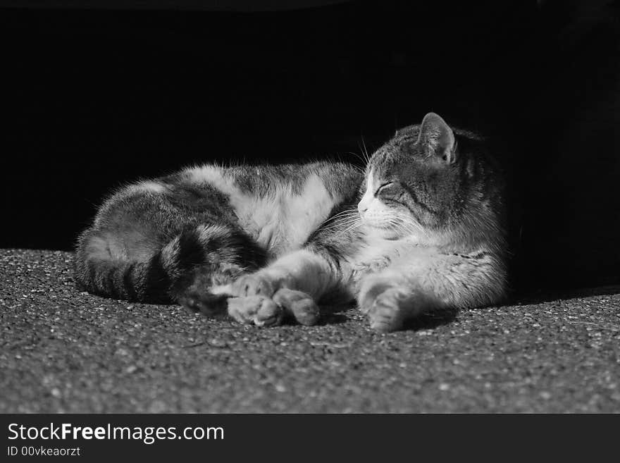 A cat rest under sun. A cat rest under sun