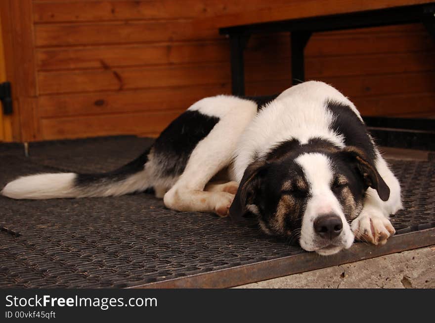 Homeless dog is sleeping in air. Homeless dog is sleeping in air