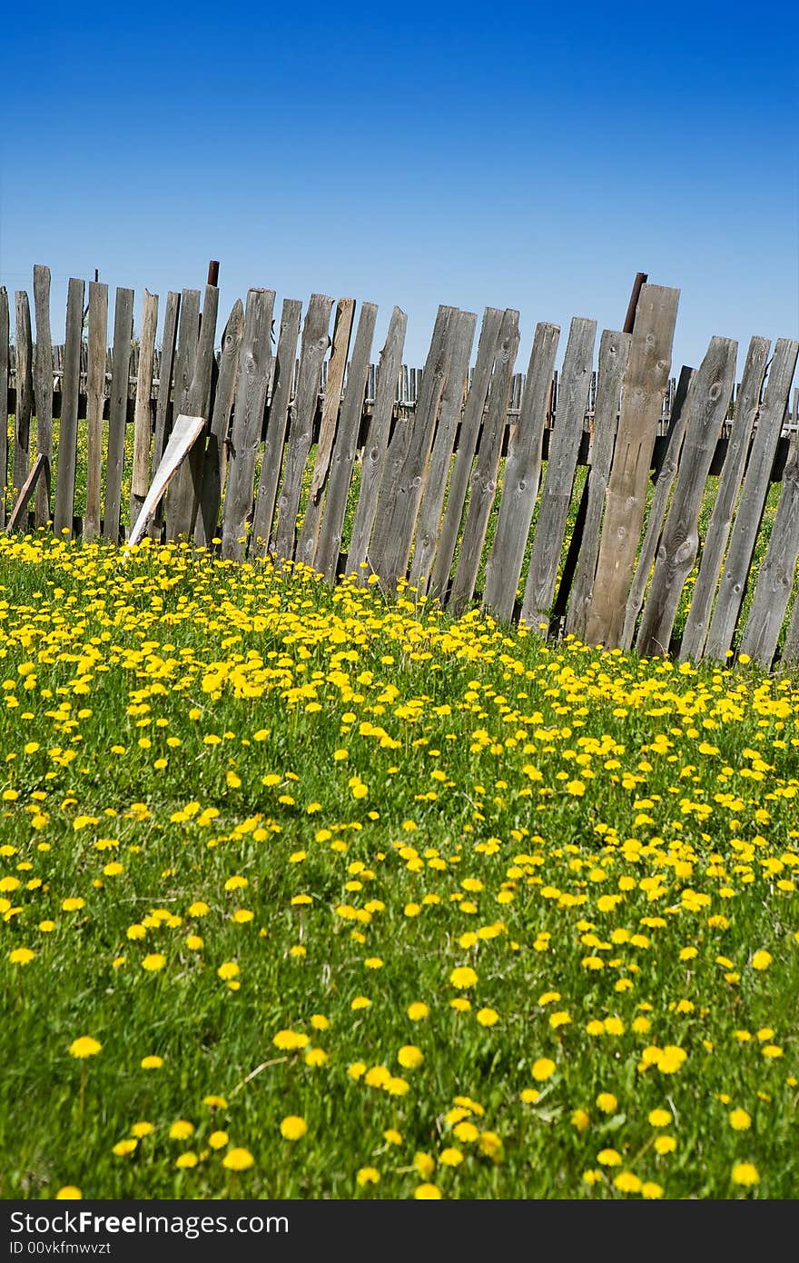 Wooden Fence And Yellow Dandelions