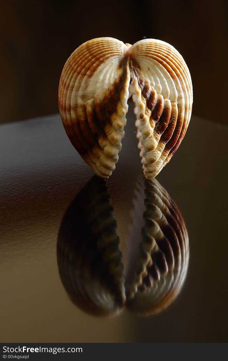 A seashell