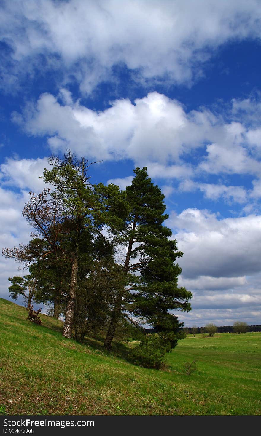 Sky And Trees