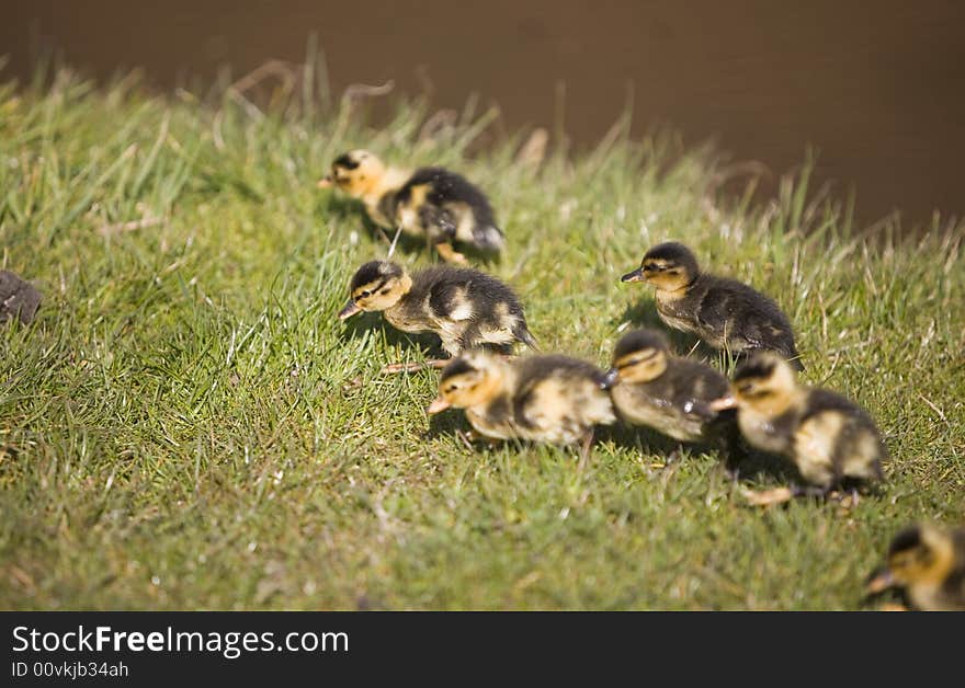 Cute little ducks running on the grass. Cute little ducks running on the grass