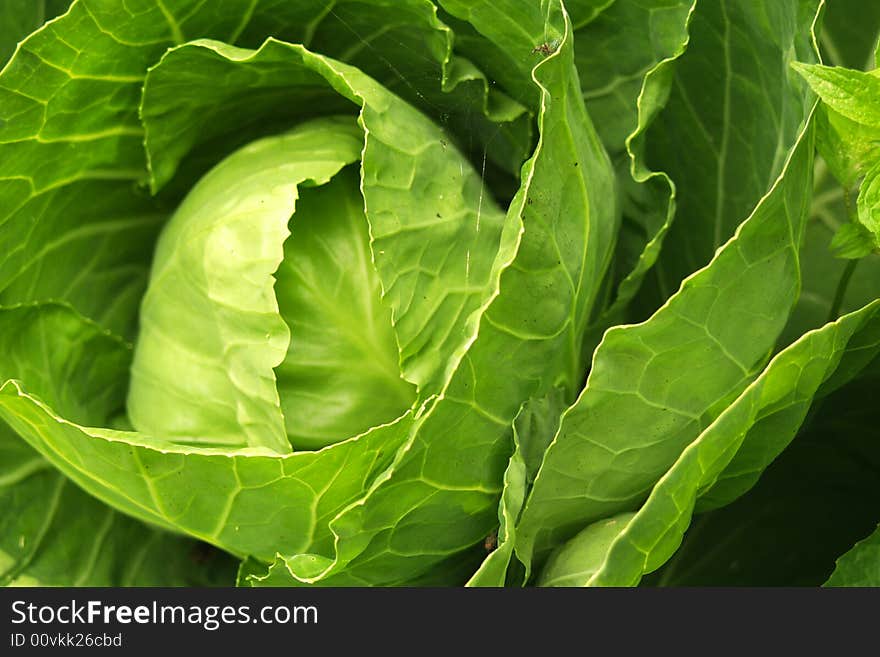 Cabbage head organically growing close up. Cabbage head organically growing close up.