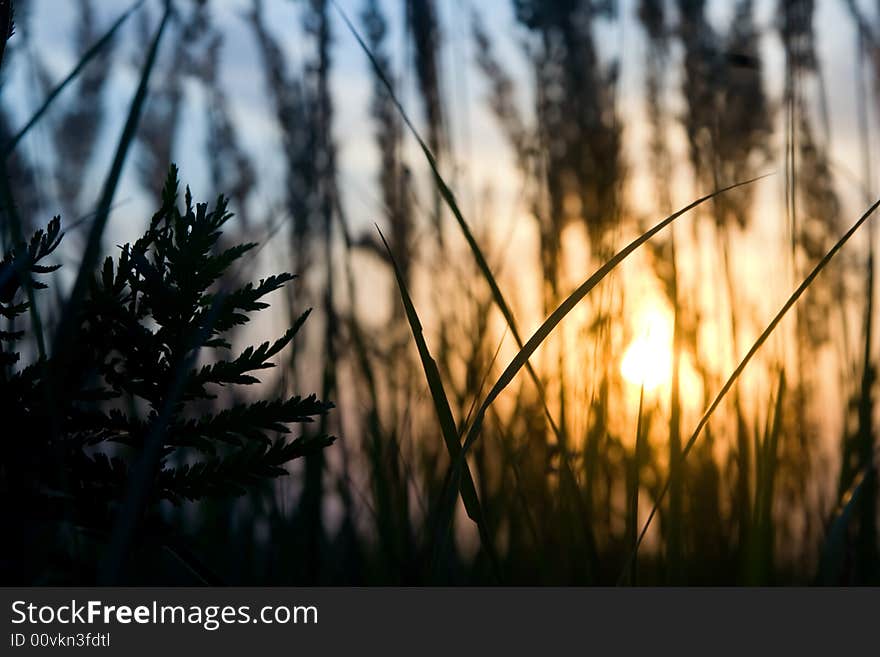 Plants at field at summer sunset. Plants at field at summer sunset.