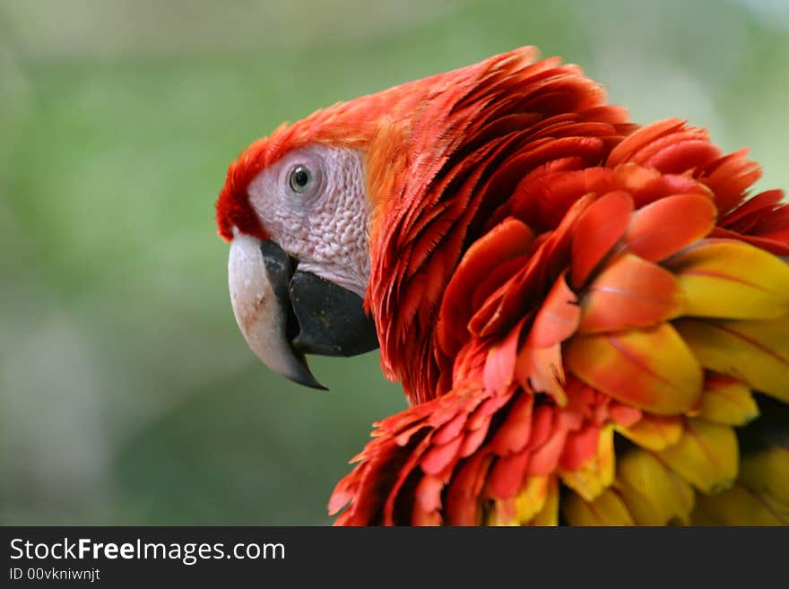 Scarlet Macaw with ruffled feathers close up.