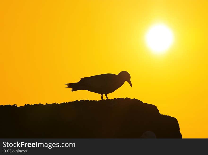 Seagull Sunset