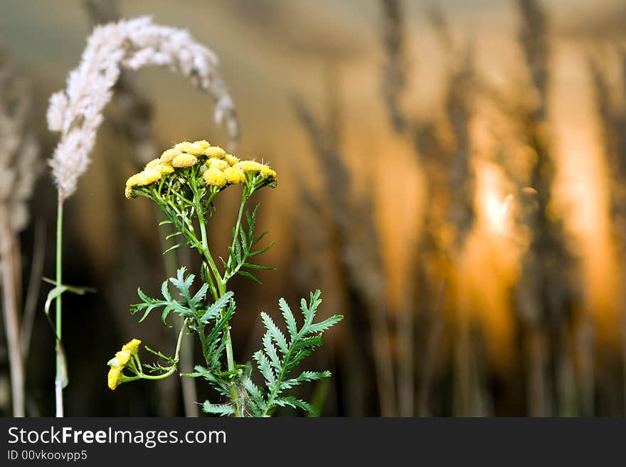 Tansy plant at summer sunset. Tansy plant at summer sunset.