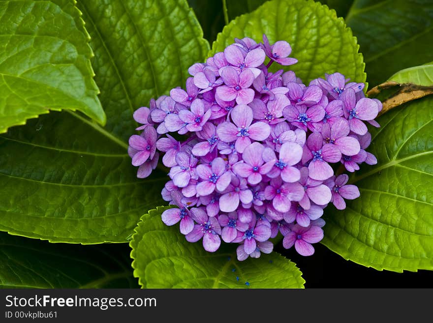 Beautiful bunch of small flowers surrounded by green leaves