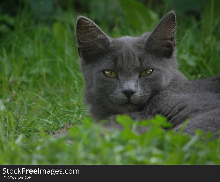 Beautiful cat lying in the grass. Beautiful cat lying in the grass