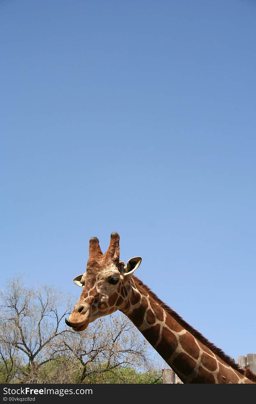 A giraffe checking out the tree tops for food