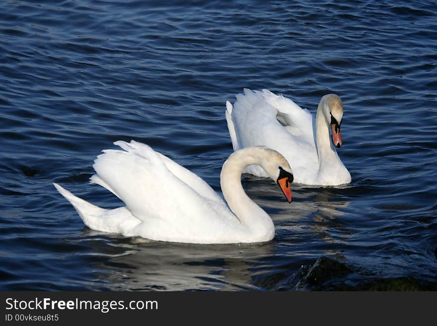 Graceful couple of white swans on a water of lake