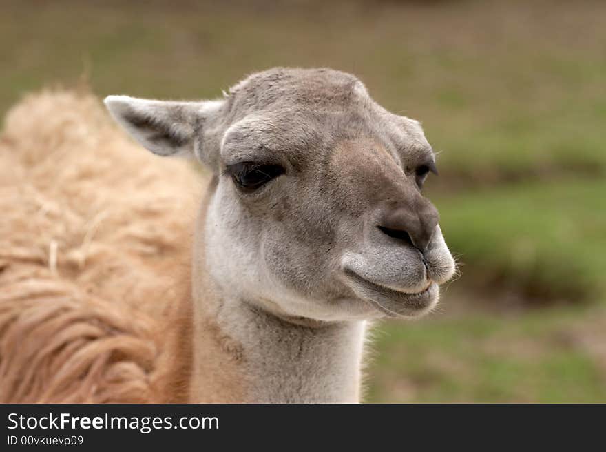 Head of the llama on a natural background