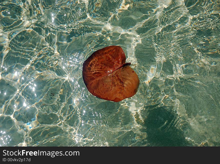 A bot leaf in the water