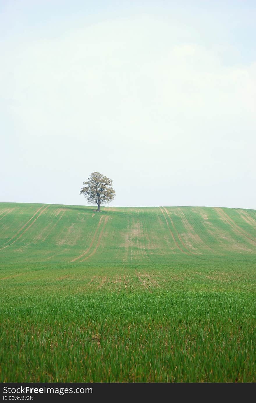 Lone tree up on a hill on a hazy day. Lone tree up on a hill on a hazy day