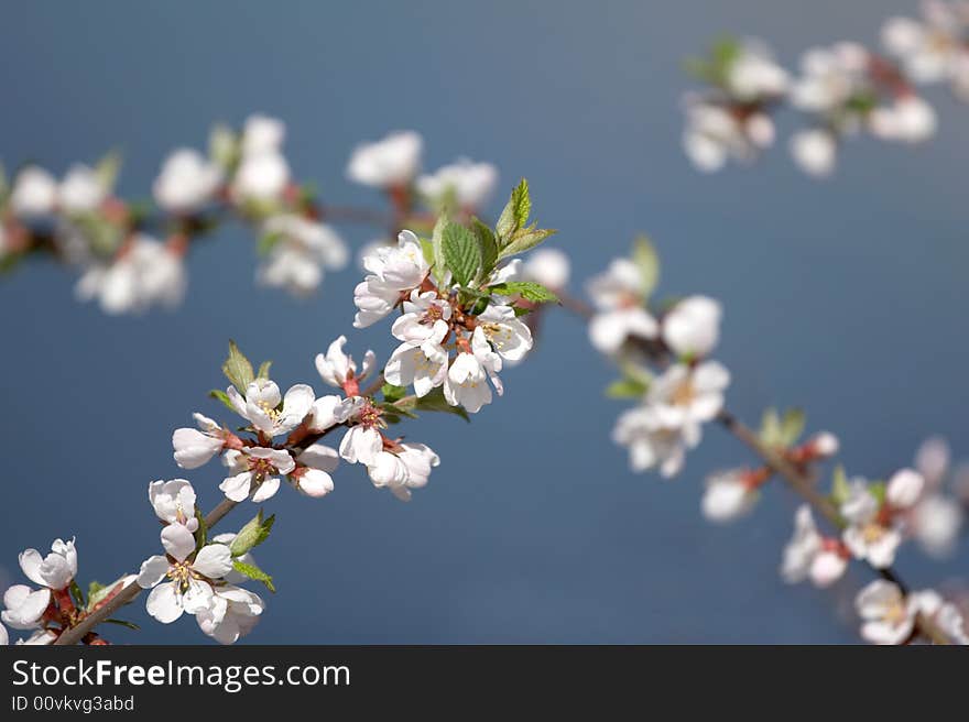 Blossoming branch