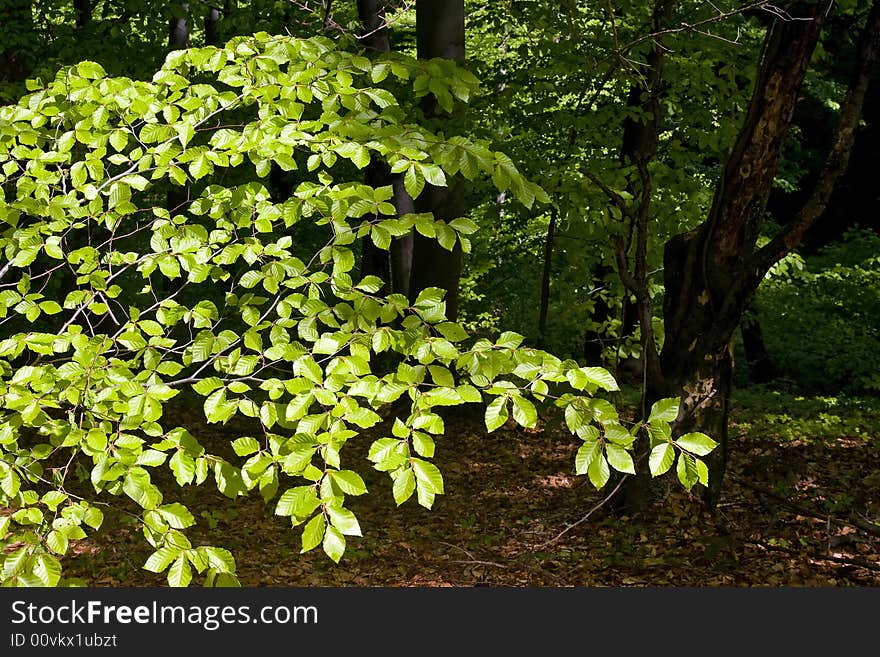 Tree Branches