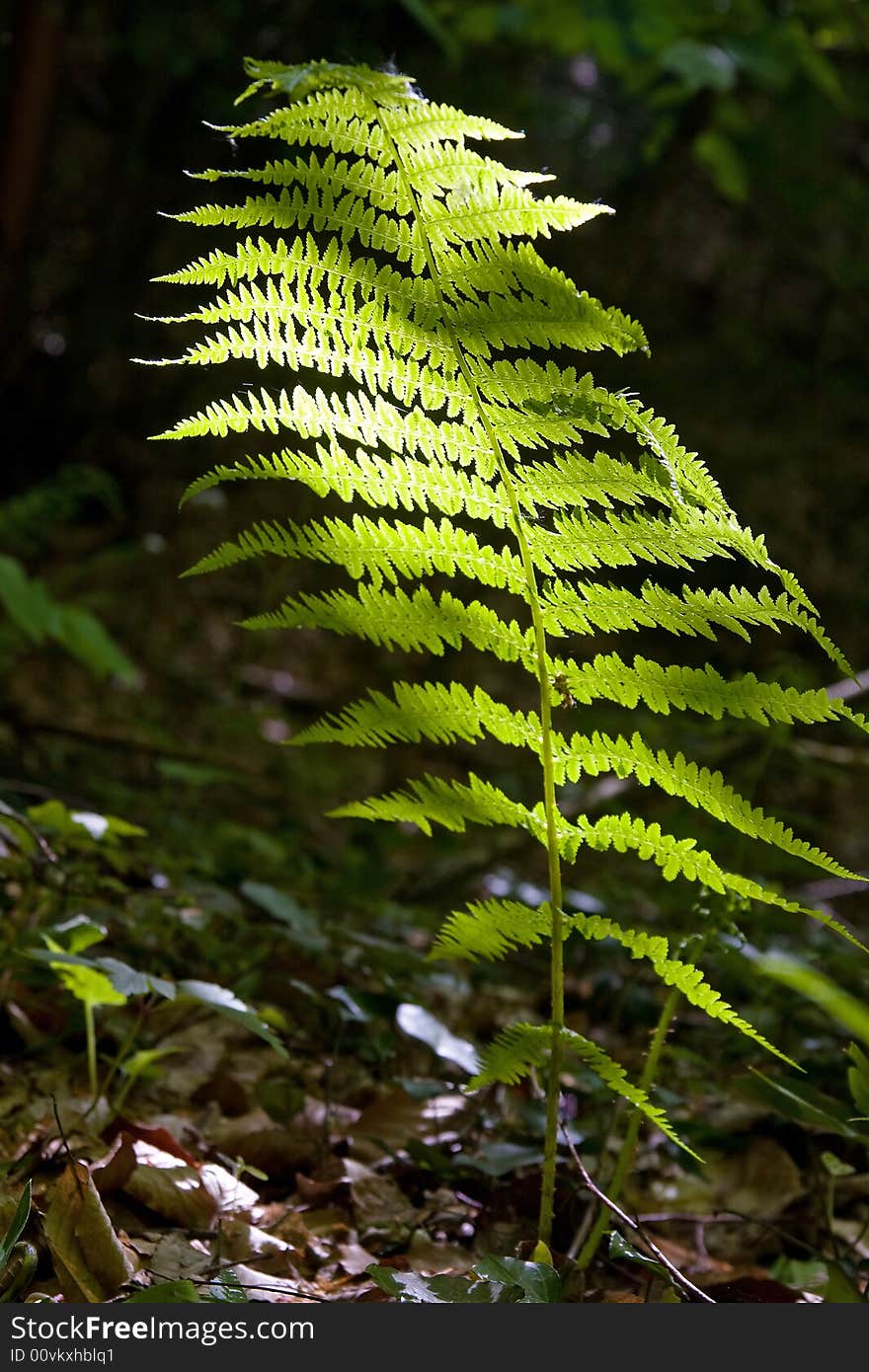 A single leaf of the fern in the nature under the sunlight